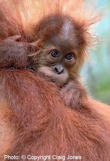 Baby Orangutan holding onto mother